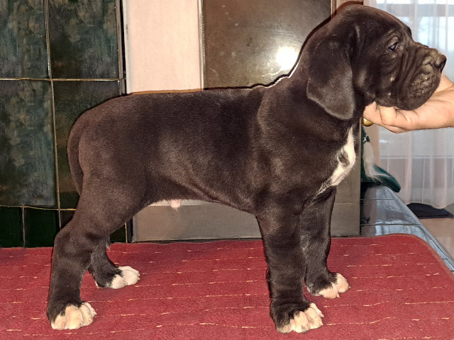 Drogo 3resize